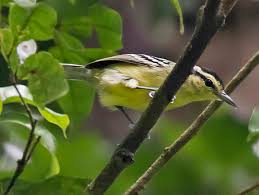 Image result for Ancylobothrys amoena