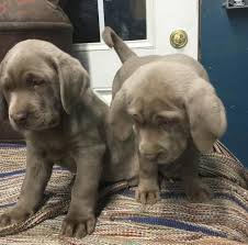 Or maybe you are still browsing puppies for sale across the state of indiana. Akc Silver Labrador Retriever For Sale In Elkhart Indiana Classified Americanlisted Com