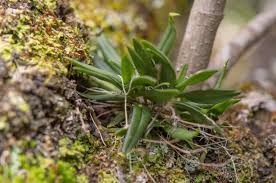 Image result for Angraecum sacciferum
