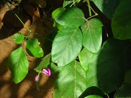 Image result for Canavalia africana