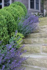 Boxwoods Catmint And Lady S Mantle By Floralis Garden Yard Ideas Boxwood Landscaping Purple Garden