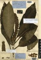 Image result for Palisota schweinfurthii