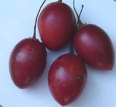 Tree Tomato Cyphomandra Betacea Seeds Tomato Seeds Fruit Tomatillo Plant