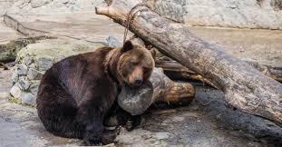 Maybe you would like to learn more about one of these? Harkovskij Zoopark S Iyulya Zakroyut Na Rekonstrukciyu Kharkiv Today