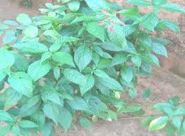 Image result for Justicia carnea