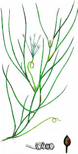 Image result for Ctenitis cirrhosa