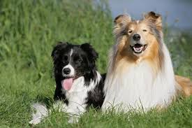 Male Dog Names Animals And Photos Dog Names Dogs Happy Dogs