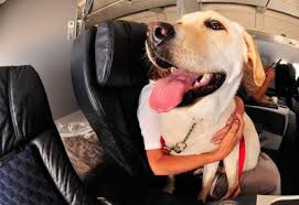 Taking a dog on a plane in cabin. Flying With A Service Dog The Ultimate Guide Service Dog Certifications