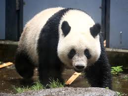 アイコン向け。 ランダムは上手くいかないのでご注意。 パーツは随時更新。 眉などは多少上下移動出来るようにしています。 以下の事を守っていただければご自由にご利用く. ãã¤ã¦ç©çã®å¯¾è±¡ ãã¾å¤äº¤ãã¼ã« ã'ã³ããããã ãã¤ã¾ã§ç¶ãã ææ¥æ°èglobe