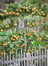 Honeycrisp apple trees reach a height of 14 to 18 feet and a width of 12 to 15 feet at maturity. Edible Landscaping Espaliered Apple Tree Garden Jardin Potager Bauerngarten Kokstradgard Apple Tree Gardening Garden Trees Fruit Tree Garden