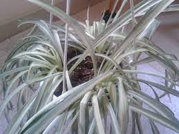 Your tradescantia is used to indirect light and protected indoor living. Houseplants Forum Help On My Spider Plant Garden Org