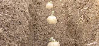 Is it too late to plant pumpkins in june? How To Grow Potatoes For Beginners Herbidacious