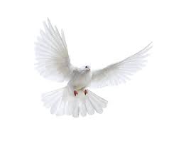 White Wings Sok Pa Google Studio Background Images Cool Photo Edits Vintage Drawing