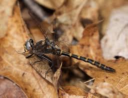 Image result for Hunteria myriantha