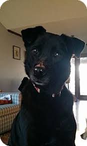 Browse thru thousands of dachshund dogs for adoption near concord, north carolina, usa area , listed by dog rescue organizations and individuals, to find your match. 42 Dogs Ideas Dogs Animals Adoption