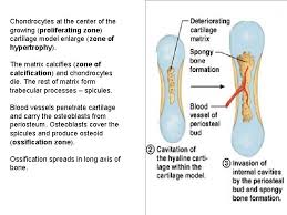 Learn vocabulary, terms and more with flashcards, games and other study tools. Cartilage And Bone L L L Mechanic And