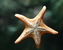 Marine scientists have undertaken the difficult task of replacing the beloved starfish's common name with sea star because, well, the starfish is not a fish. Starfish Wiktionary