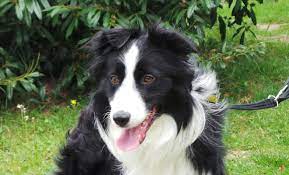 Dogs Trust Alfie Dog Adoption Dogs Rescue Dogs