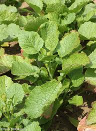 Image result for Cuscuta abyssinica