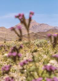 By far the most populous flower was the yellow desert gold, but. Death Valley S Superbloom The New Yorker