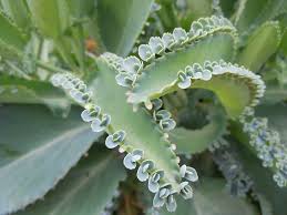 Conoce Los Beneficios Y Efectos Adversos Del Kalanchoe Diversas Propiedades Medicinales De Este G Kalanchoe Propiedades Plantas Medicinales Plantas Suculentas