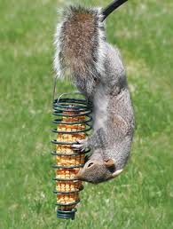 Corn holder fırsatları mı arıyorsunuz? Duncraft Com Stokes Corn Cob Squirrel Feeder
