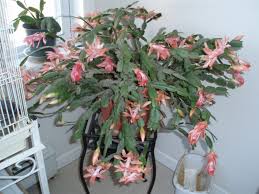 Propagation, planting and easy care tips. This Is A Very Old Salmon Christmas Cactus That Blooms From November Until March Beautiful Flowers Long Lasting Easy To Grow