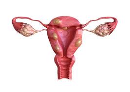 Anatomy of the female abdomen and pelvis stock photo 7712947 alamy. Abdomen Anatomy Stock Photos And Images 123rf