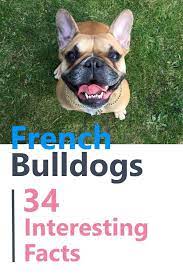 34 facts about french bulldogs french bulldog french bulldog breed french bulldog facts
