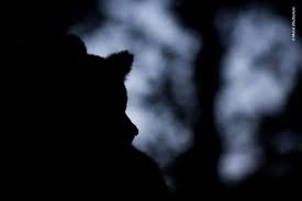 93 Of The Best Wildlife Photos Of 2018 Warning Some Images May Be Too Brutal