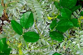 Image result for Vigna membranacea