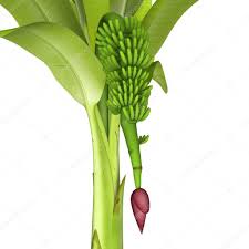 Image result for Musa paradisiaca