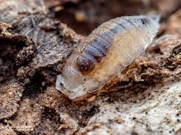 Image result for Isoberlinia tomentosa