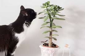 Urban Cat Jungle Oder Giftige Zimmerpflanze Fur Ihre Katze Miamor