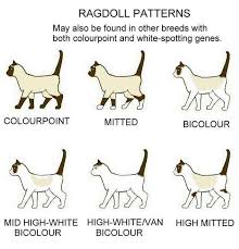 Ragdoll Patterns Ragdoll Cat Colors Cats Ragdoll Cat Breed