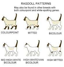 ragdoll patterns ragdoll cat colors cats ragdoll cat breed