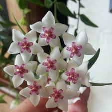 What is the best fertilizer for hoya retusa? Hoya Plant How To Grow And Care For The Wax Plant Epic Gardening
