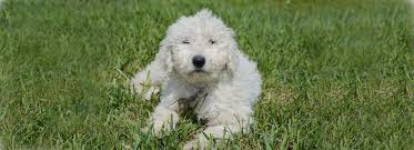Image result for Komondor