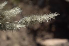 Image result for Enneapogon desvauxii