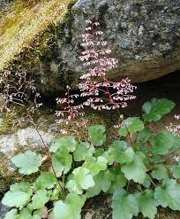 Calphotos Heuchera Micrantha Crevice Alumroot Diversifolia 'palace purple' (the color is prettier in person). calphotos heuchera micrantha crevice
