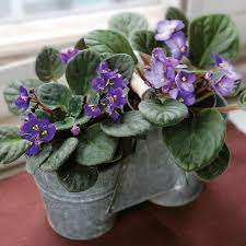 African violets need at least eight hours of darkness daily to produce flower buds. African Violets For The More Modern Minded Houseplants Finegardening