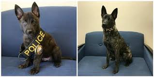 One of the most significant differences between the two breeds is that the dutch shepherd is known for his independent personality. An Anticipating Thinker