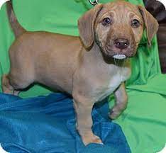Limit my search to r/evansville. Pin On Puppies