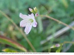 Image result for Montia