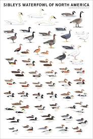 Sibleys Waterfowl Of North America Poster