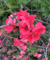 Image result for Chaenomeles japonica