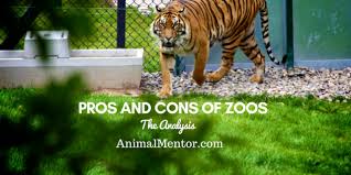 The Pros And Cons Of Zoos Explored
