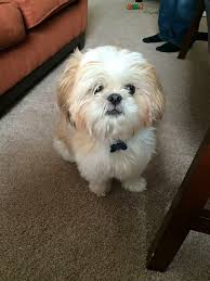 My Dream Pup What A Cutie Pie Lhasaapso Dogs Shih Tzu Cute Puppies Shih Tzu Puppy