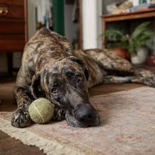 For five years the dog met him with a tennis ball, then the owner brought  it instead. A mailman on his route had one house he always looked forward  to, because of