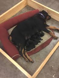 The cheapest offer starts at £250. Rottweiler Puppies For Sale Hanover Va 246933